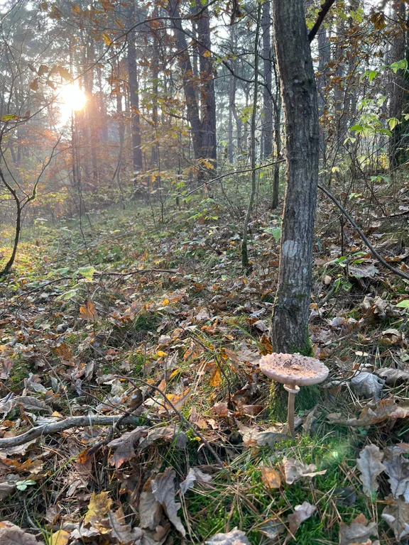 Коттедж Гостевой Дом Ветрово — Сосновка