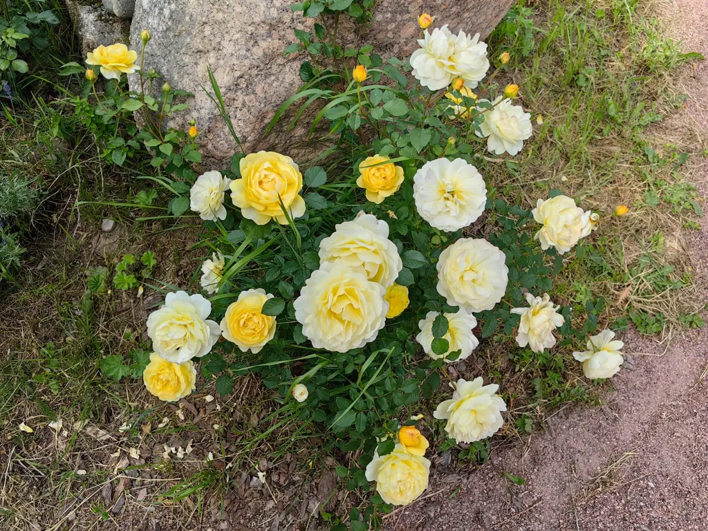 Шале и баня на 1 линии озера Красное, 2 километра от Финского залива, Пески