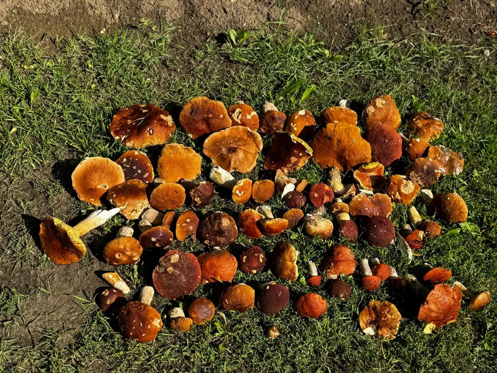 Дом в Карелии