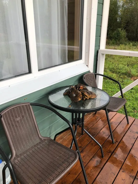 Коттедж Лесной на базе отдыха Заячий хутор на Валдай