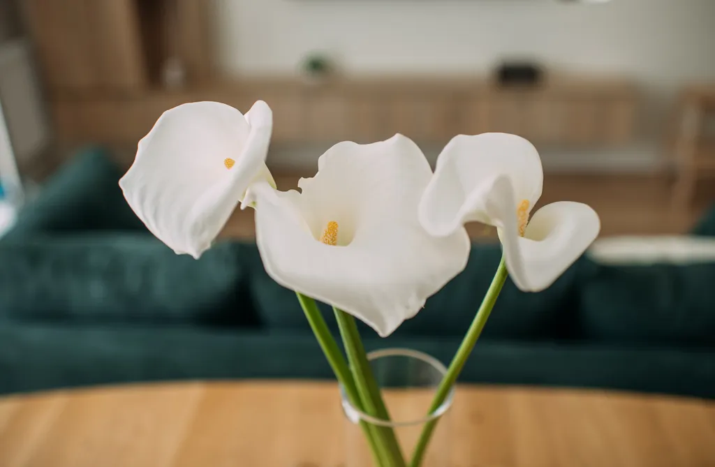 Rauschen Green 32/33