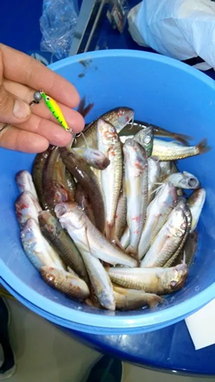 Двухкомнатная квартира у самого моря!(первая линия)