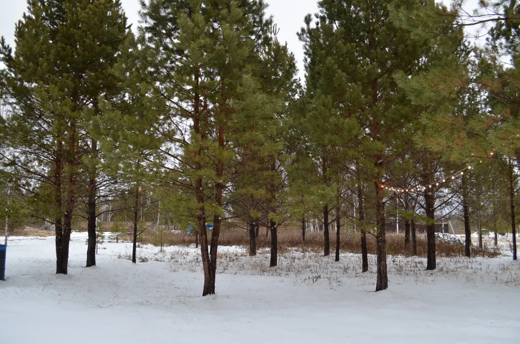 Гостевой Дом в лесу