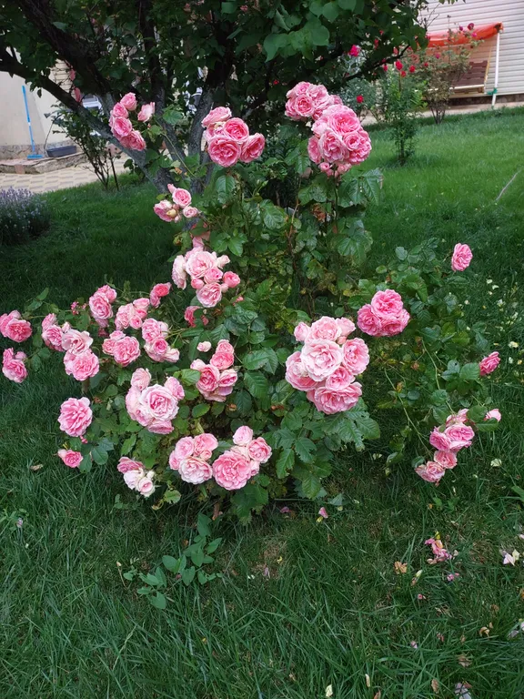 Уютный дом с видом на сад