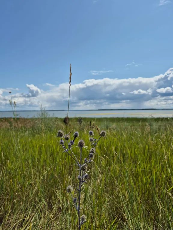 Дом у моря, Порт Пичуги