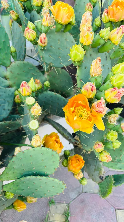 Коттедж a-frame пицунда 2