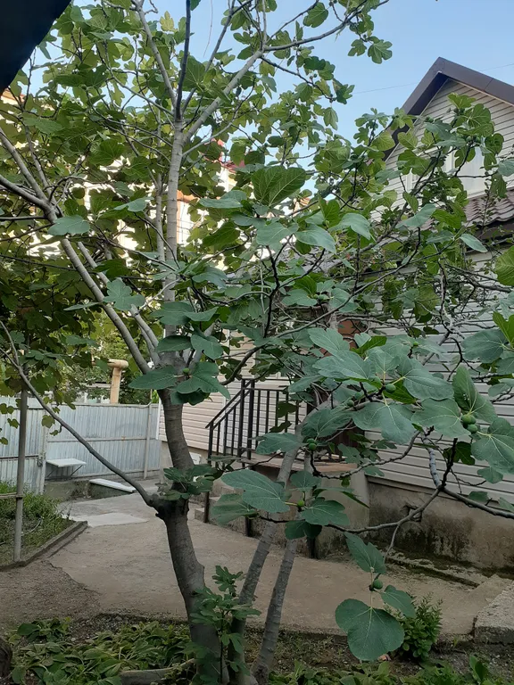 Дом с участком в центре города