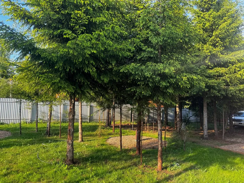 Уютный дом в лесу