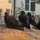 Олеся