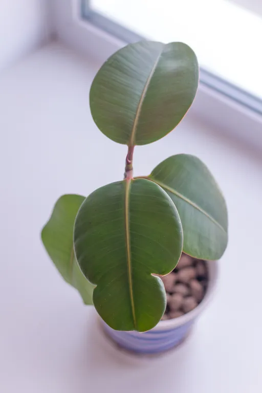 Чистая светлая тёплая квартира в исторической части города