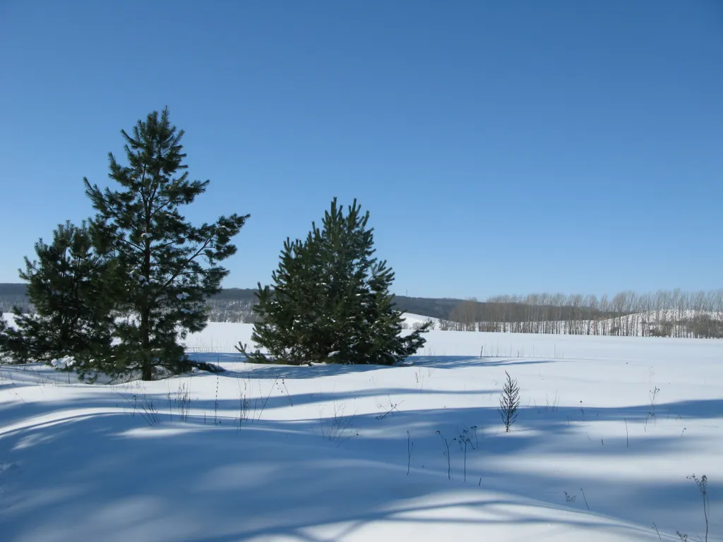 Дом в деревне на Дону в сосновом лесу