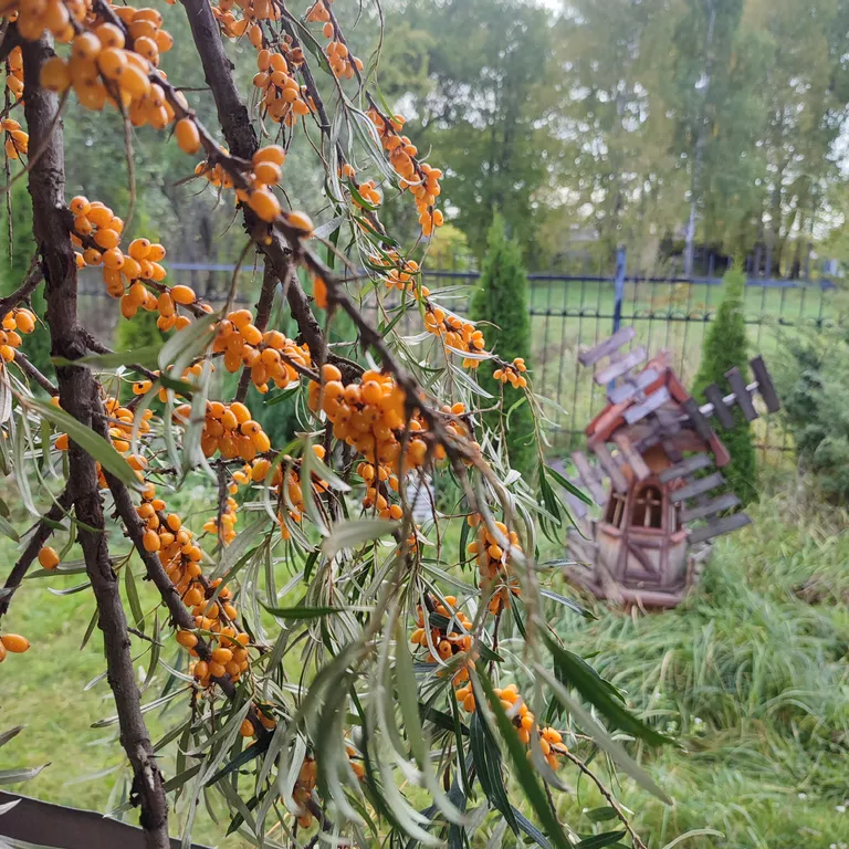 Дом с баней