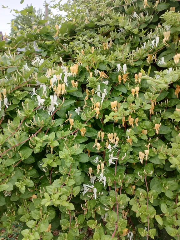 Семейный 3-х комнатный номер в тихом районе