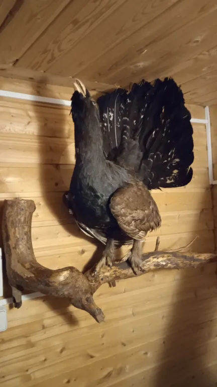 Охотничий дом с медведем на Ладоге