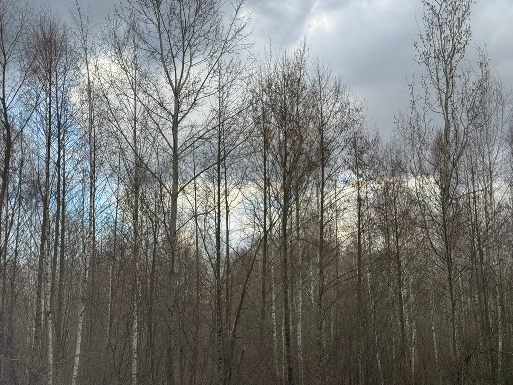 Рядом лес, никакой суеты