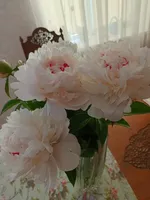Анна Попова
