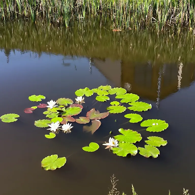 Гостевой дом с баней на дровах