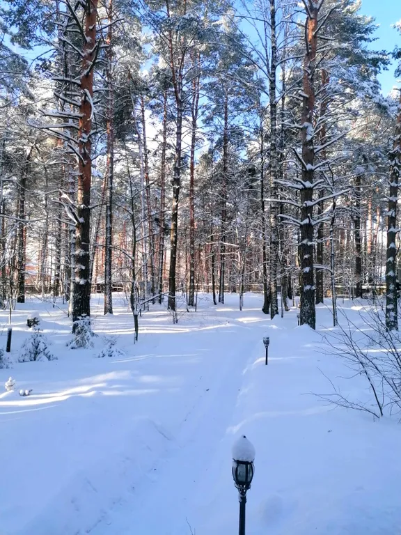Уютный коттедж в сосновом лесу рядом с Москвой
