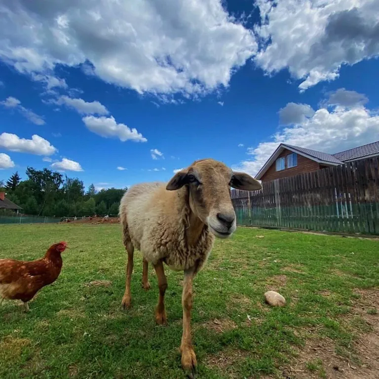 Уютный домик с чаном