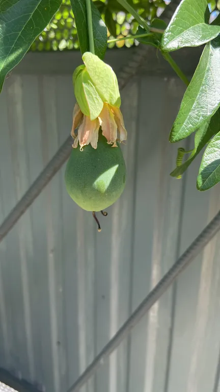 Апартамент с видом на горы