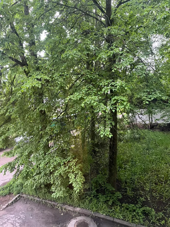 Квартира Квартира в историческом районе — Великий Новгород