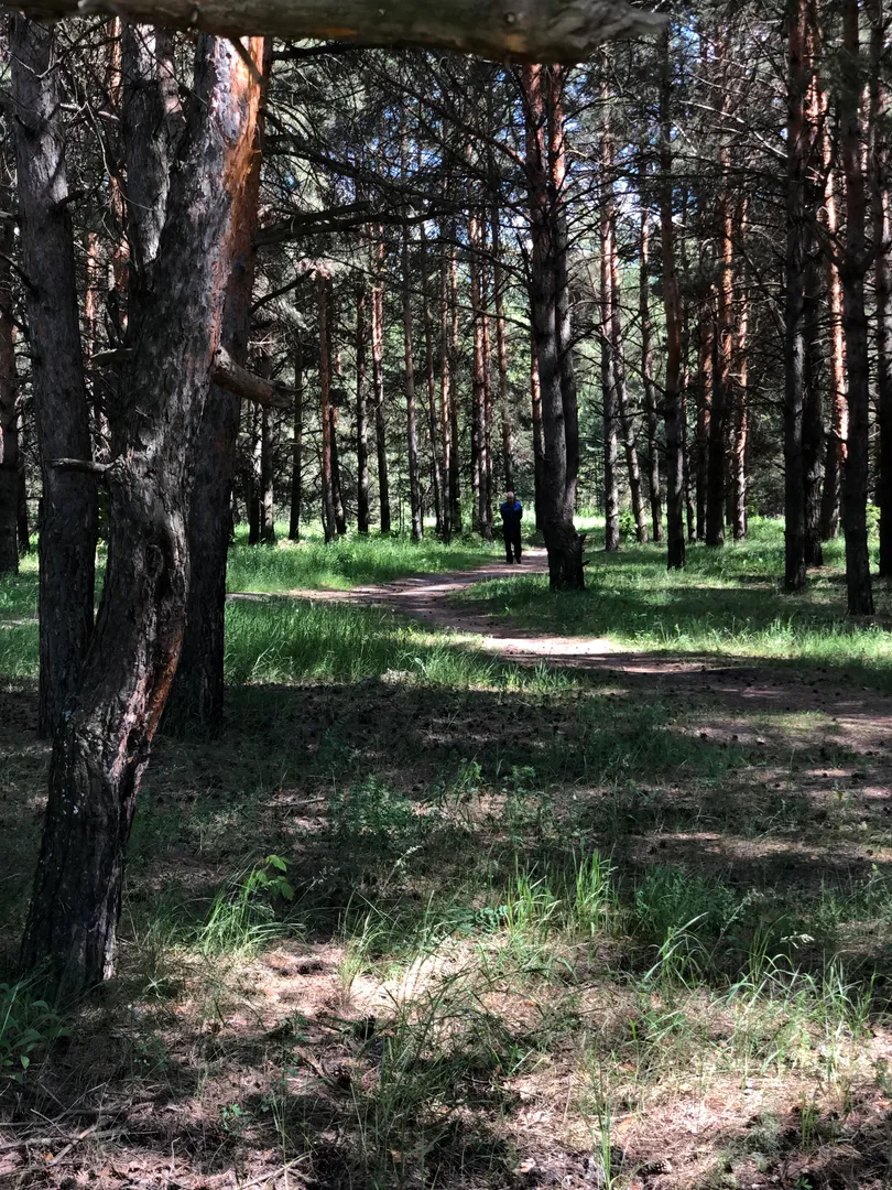 Сосновый лес рядом с домом