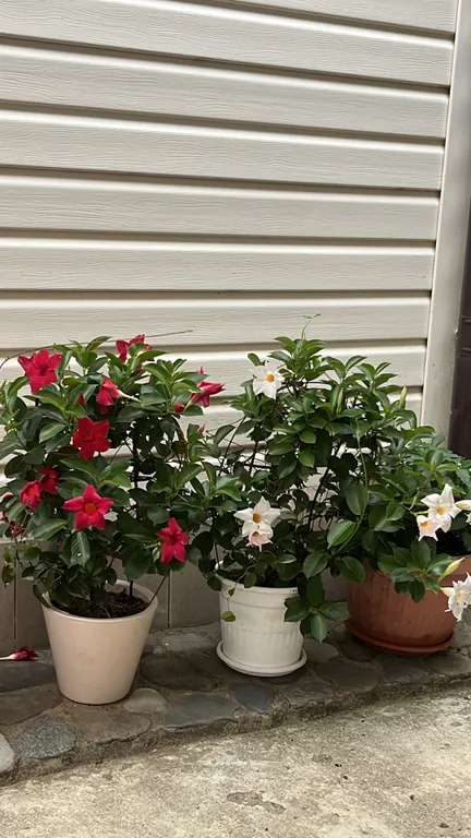 Номера с видом на море и горы