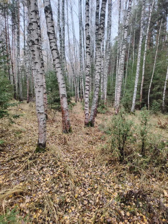 Домик на краю леса с комфортом городской квартиры