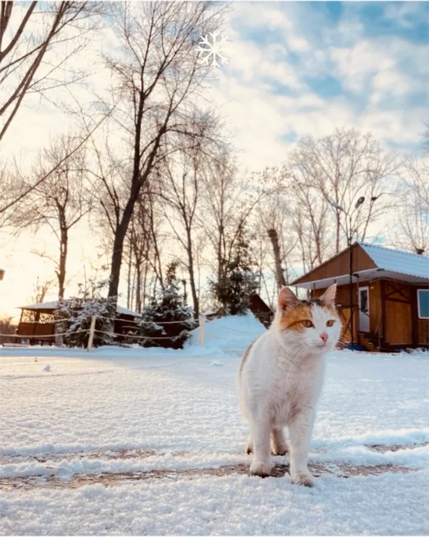 Уютный коттедж с мангалом и видом на Волгу