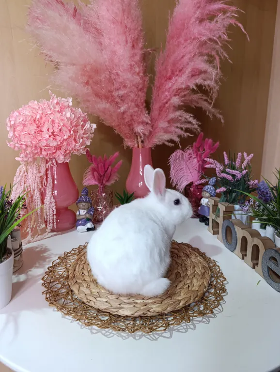 Дом с кроликами у Курортного бульвара