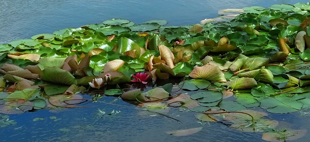 Коттедж Домик в яблоневом саду — Светлогорск