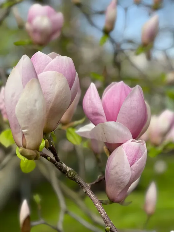 Квартира в доме начала ХХ века в старинном районе Амалиенау
