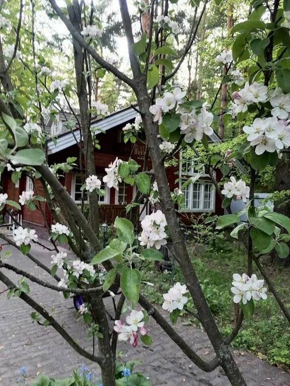 Уютный коттедж в сосновом лесу рядом с Москвой