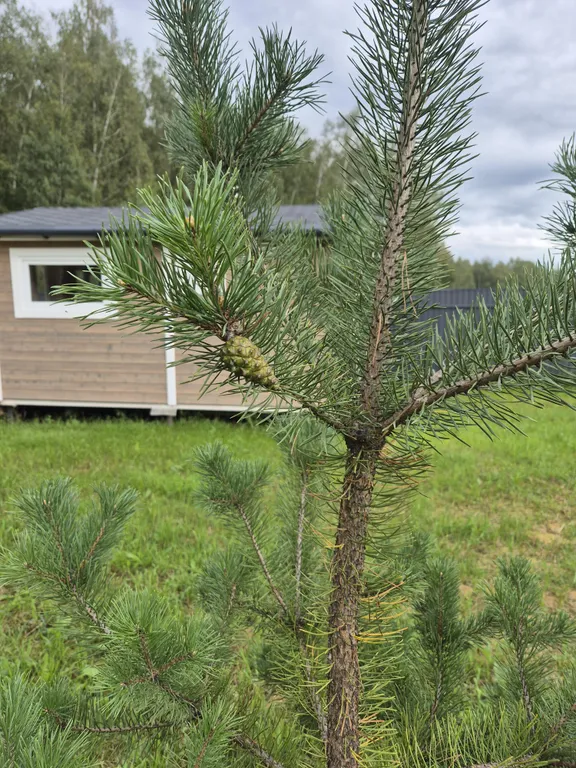 Дом у леса с камином