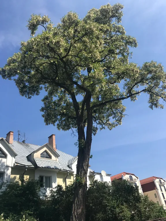 Старый город