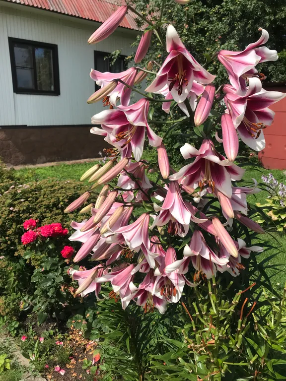 Уютный дом в тихом районе центра города