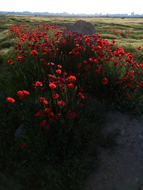 Коттедж Мини-коттедж 18м2 в стиле эко для двоих — Евпатория