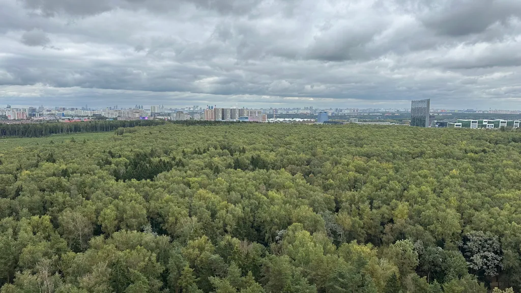 Простая однушка с видом на лес