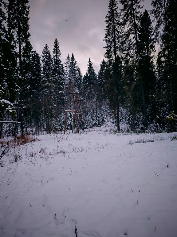 Уютная студия рядом с лесом