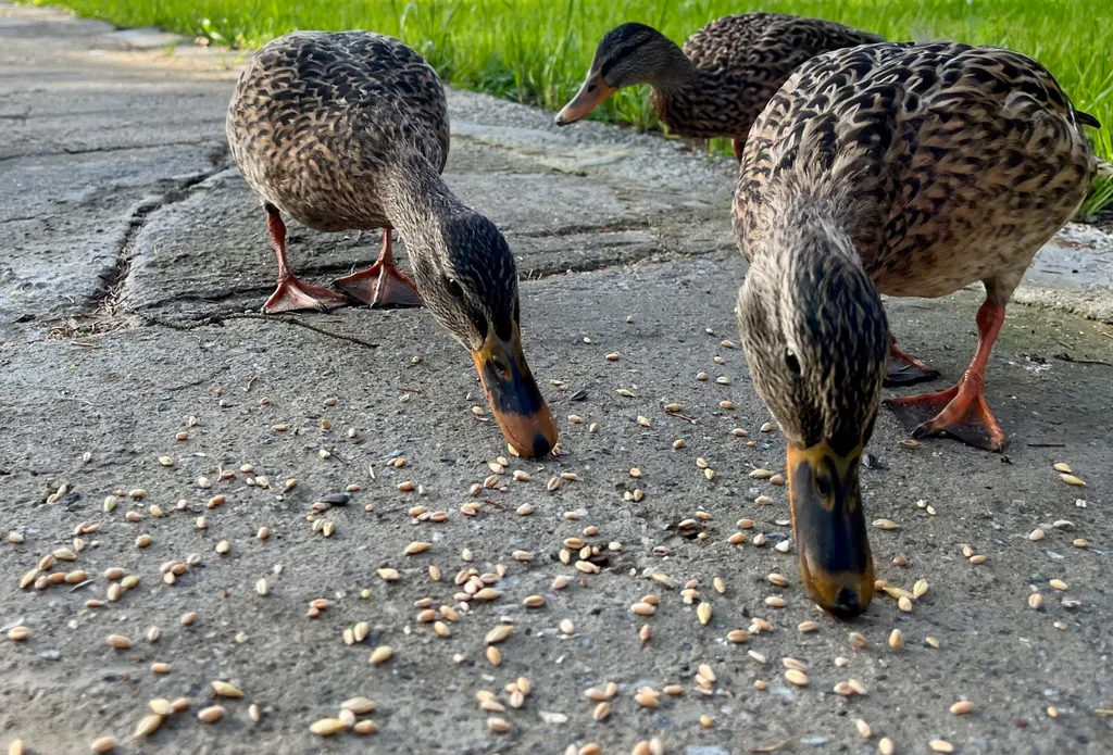 Загородный дом Царская усадьба