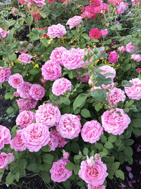 Уютная дача посуточно для семейного отдыха, ночлега