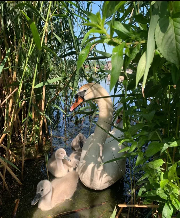 Квартира Квартира в ЖК Лебединое озеро — Горячий Ключ