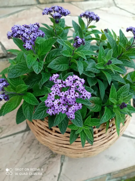 Дом на берегу реки чемал