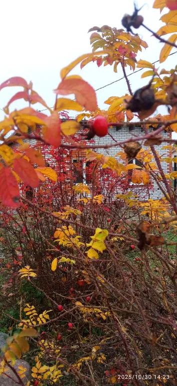 Апартаменты Rosa 36