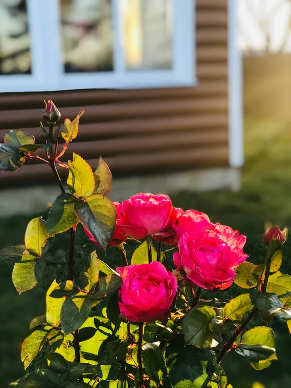 Уютный Двухэтажный коттедж с шикарной Баней на дровах