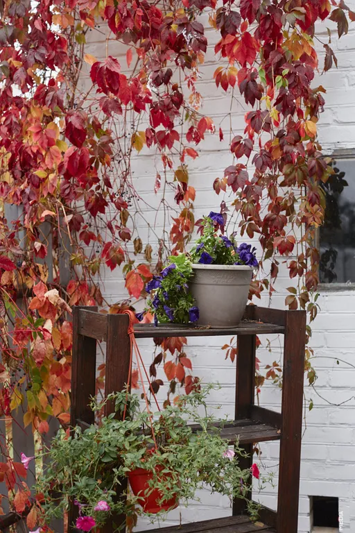 Уютный светлый дом в окружении природы