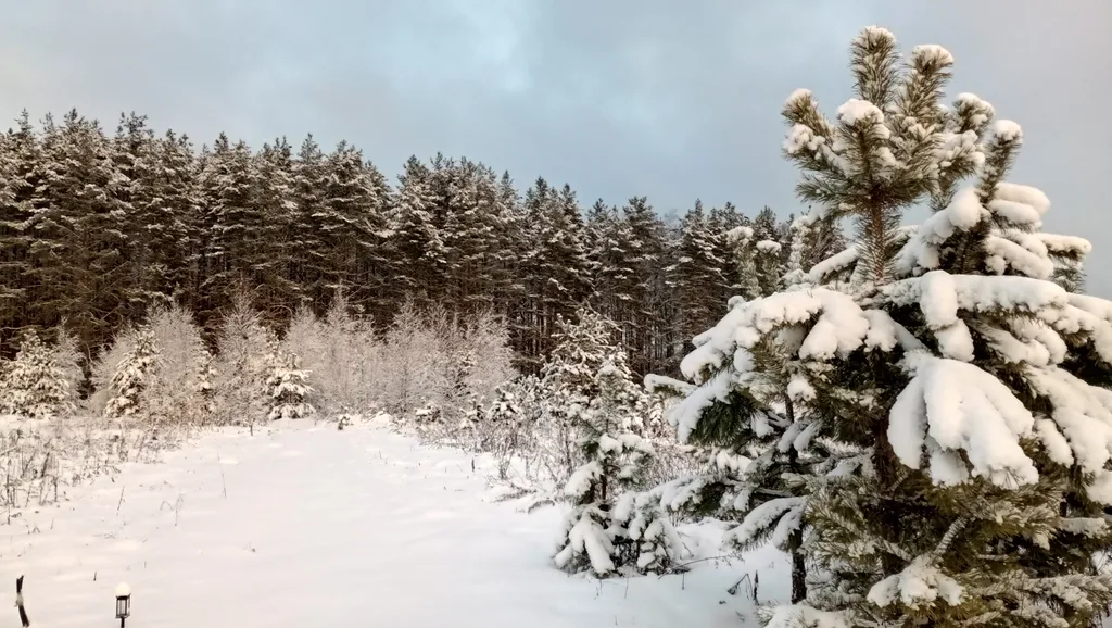 Уютный домик в сосновом лесу