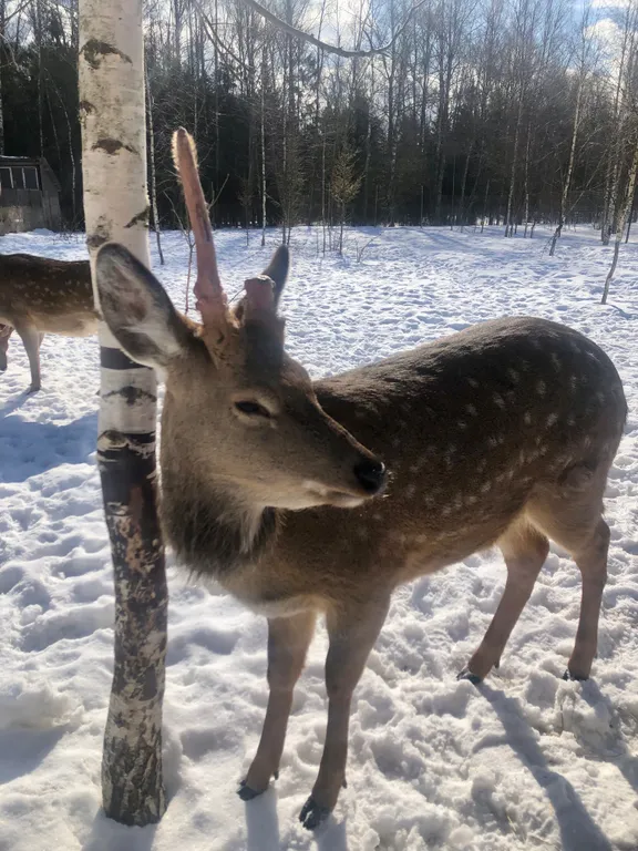 Уютный дом у Рузского водохранилища