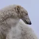 Ксения