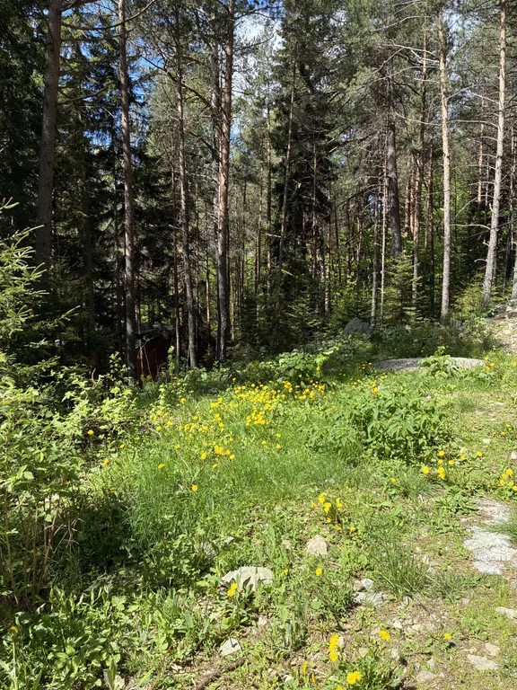 Купольный дом в заповедном лесу